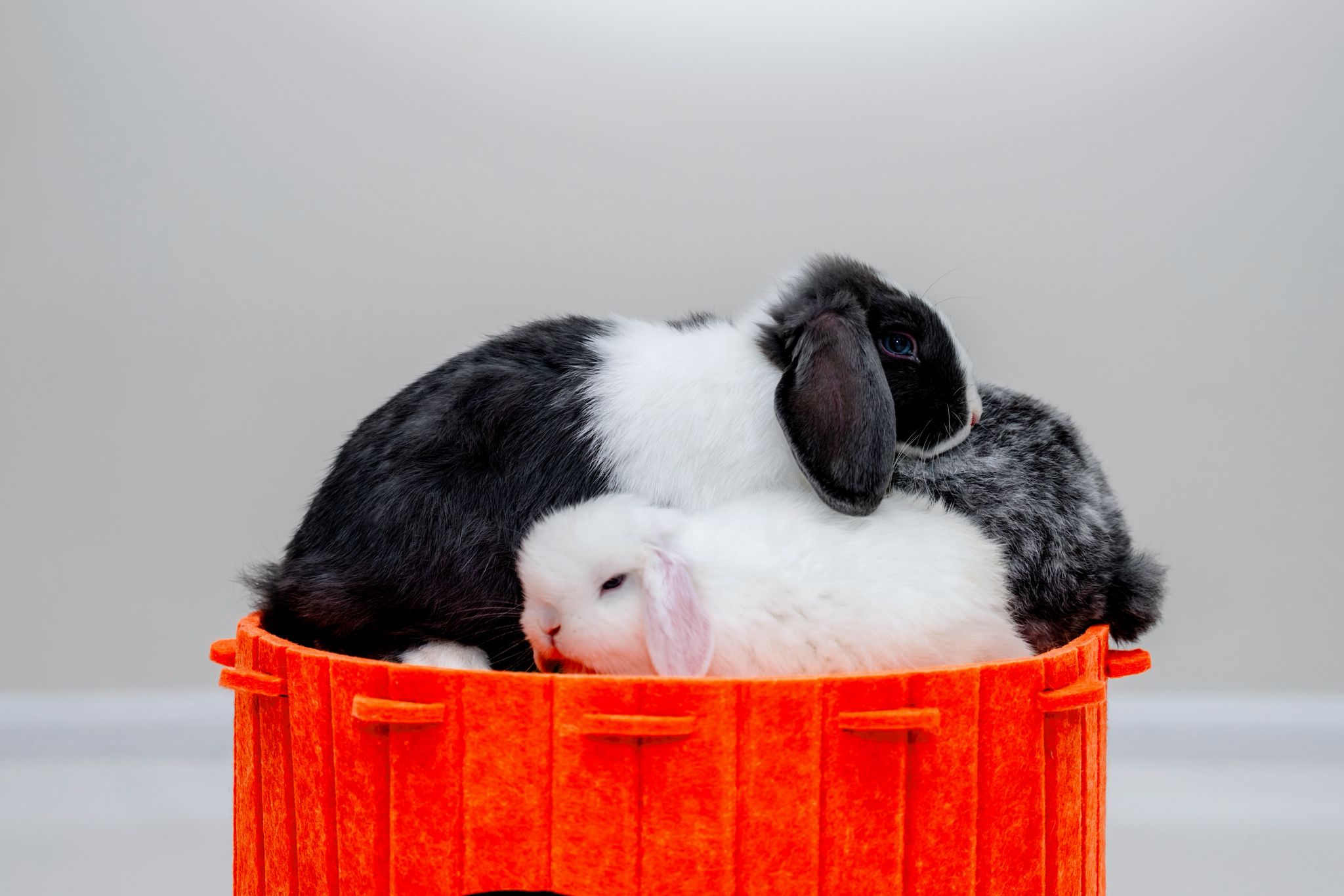 Close-up of black-and-white lop bunnies snuggled with a white bunny on top of an orange carrot hideout