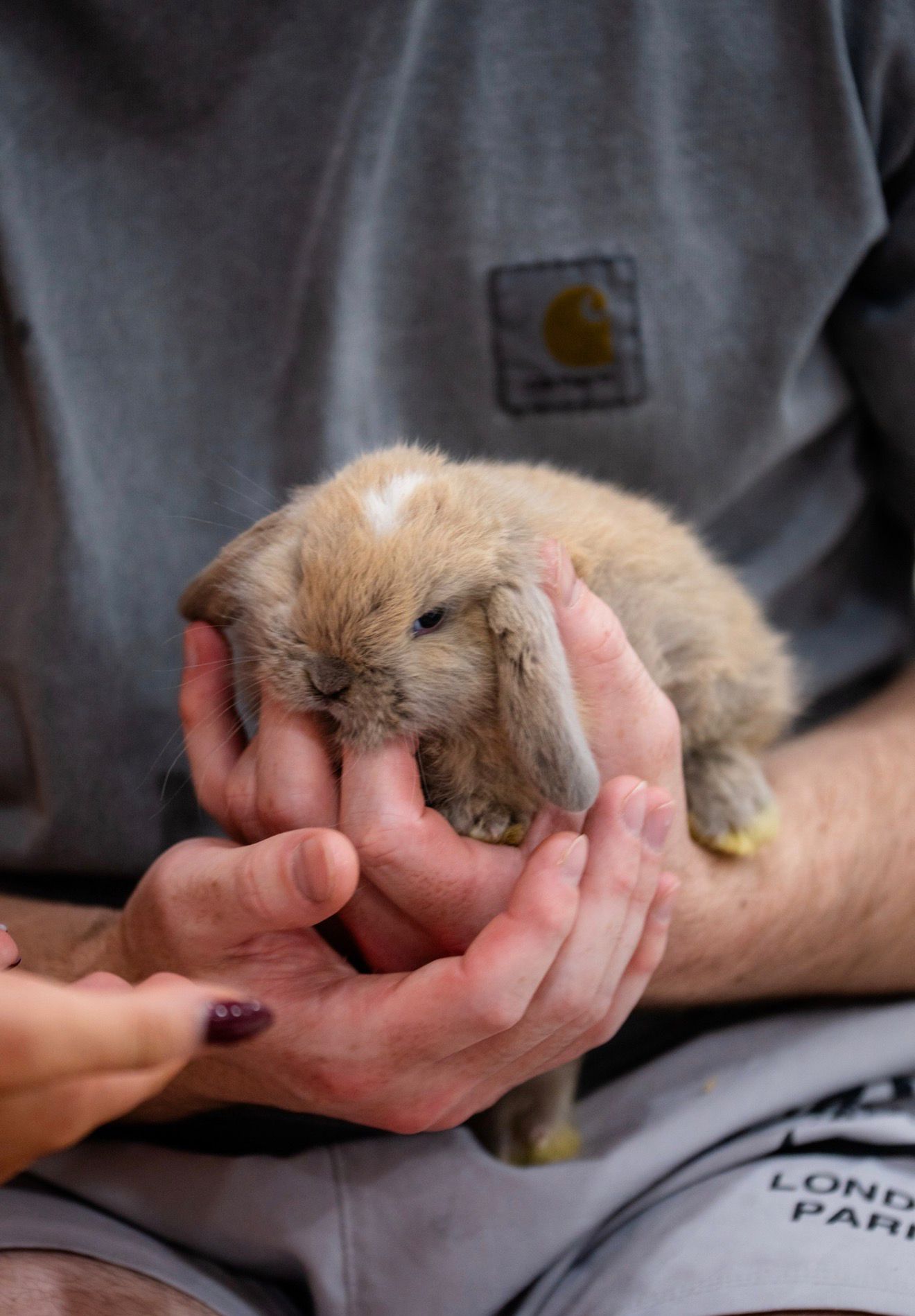 Close-up of a tan lop bunny cradled gently in a participant's hands at a Pawra bunny yoga session